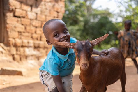 charity goat gift|Give the Gift of a Goat .
